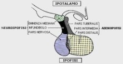 ipofisi4