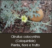 Citrullus