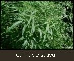 Cannabis