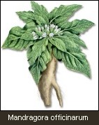 Mandragora