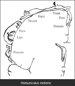 Homunculus